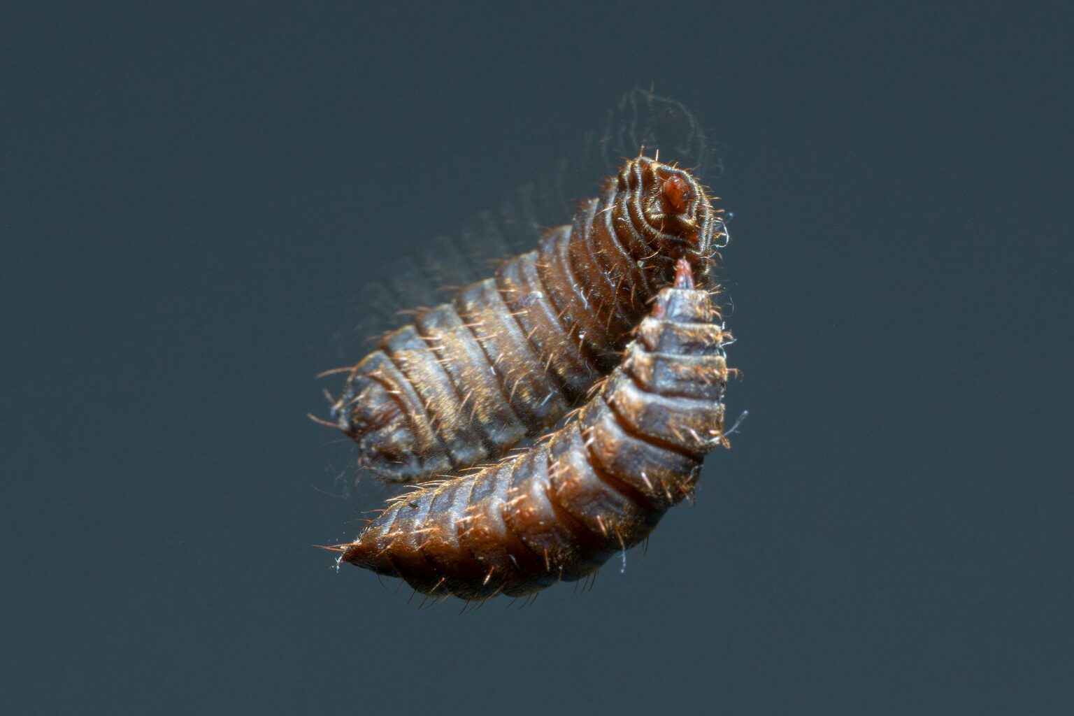 Maggots, crickets released at Watergate Hotel in protest of Netanyahu visit