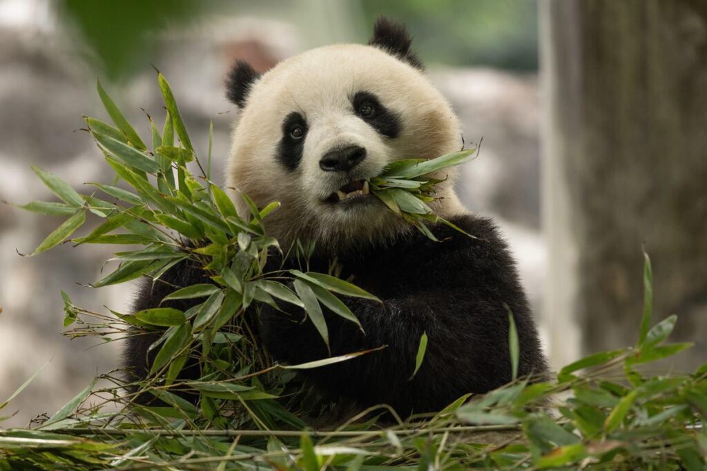 Giant pandas have returned to the U.S. Meet Bao Li and Qing Bao.