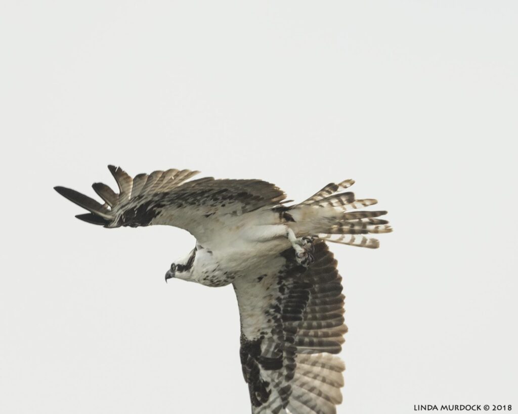 The Osprey’s Safety Issues Spiked over Five Years and Caused Deaths. Pilots Still Want to Fly It