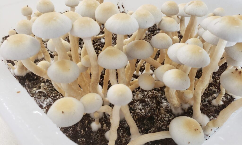 Missouri Lawmakers Look to ‘Magic Mushrooms’ to Address High Veteran Suicide Rate